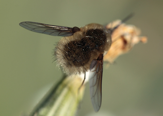 Bombyliidae da id